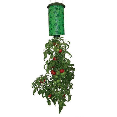 Tomato Grower