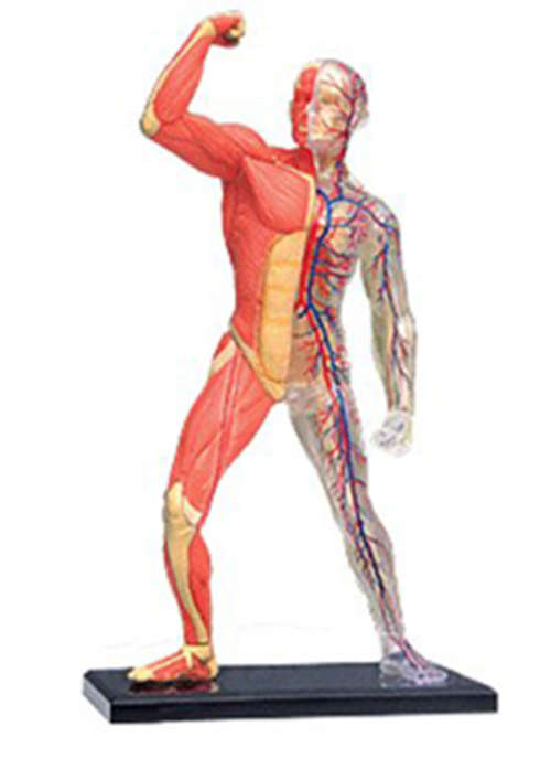 Human Anatomy - Human muscle &skeleton m
