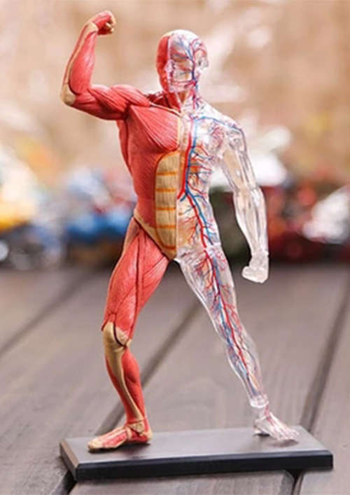 Human Anatomy - Human muscle &skeleton m