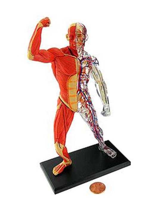 Human Anatomy - Human muscle &skeleton m