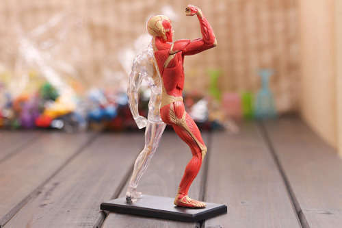 Human Anatomy - Human muscle &skeleton m