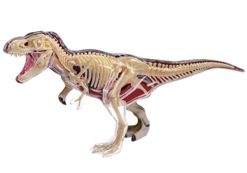 Animal Anatomy: T-Rex
