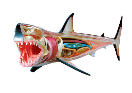 Animal Anatomy: Shark