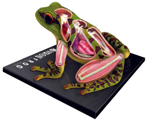 Animal Anatomy: Frog