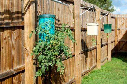 Tomato Grower