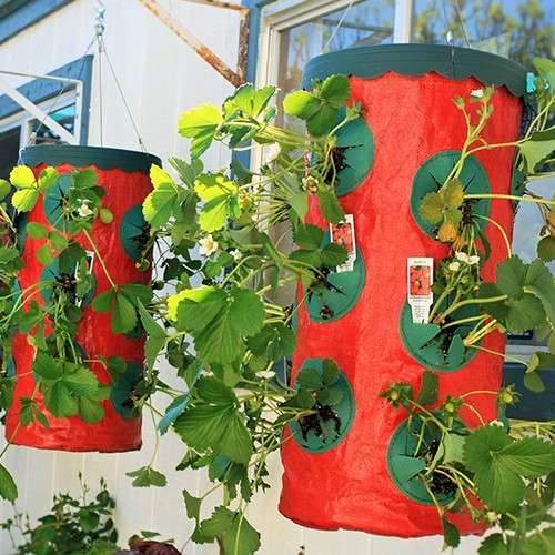 Strawberry Grower