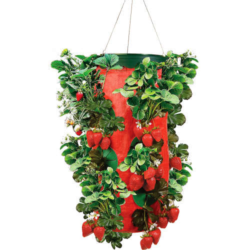 Strawberry Grower