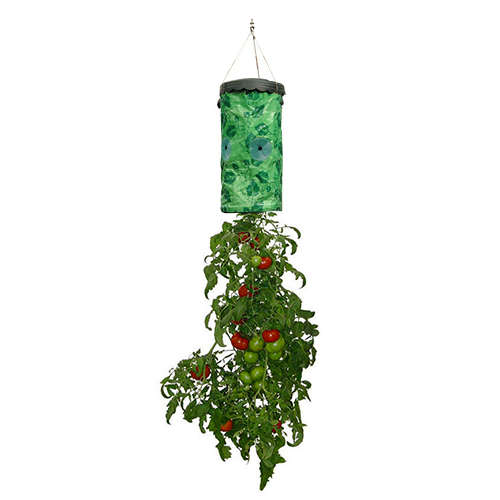 Tomato Grower