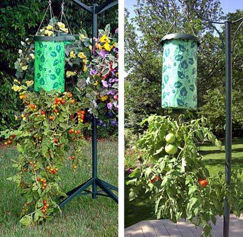 Tomato Grower