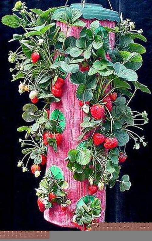 Strawberry Grower | BEST VALUE!