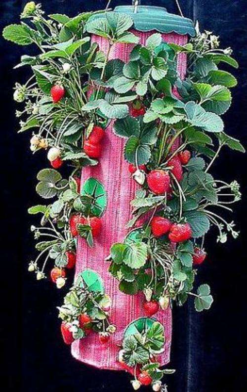 Strawberry Grower