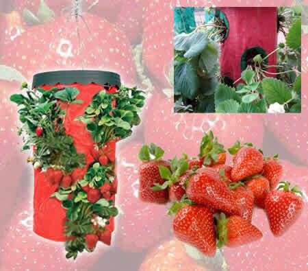 Tomato and Strawberry Growers - Buy 1 Get 1 Free