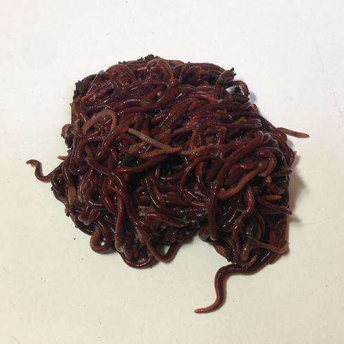 Red Wigglers (Eisenia fetida) Compost Worms - 250g