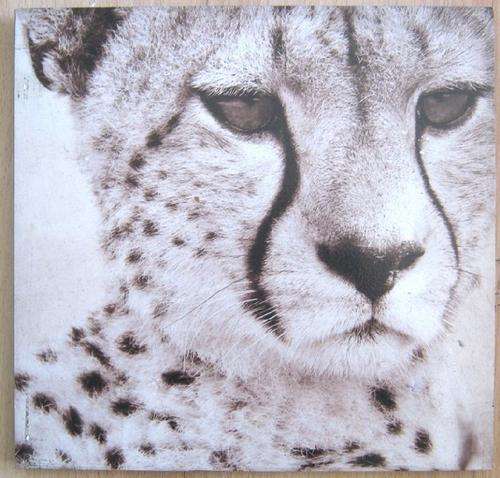 Cheeta print on mount board 29x30cm
