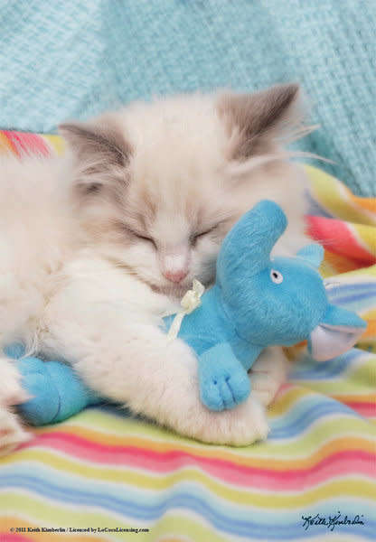 Anatolian 500 Piece Puzzle: Ragdoll Sleep Cats Kitten Blanket