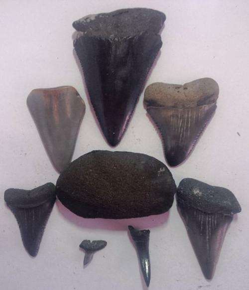 Fossil Mussel and Sharks Teeth Combo - FREE POSTAGE AND PACKAGING