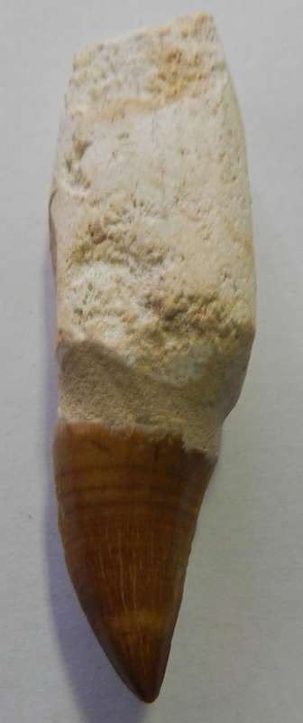 Fossil Dino Mosasaurus claw - FREE POSTAGE AND PACKAGING