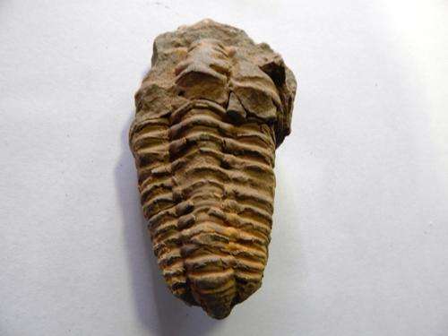 Fossil Trilobite - FREE POSTAGE AND PACKAGING