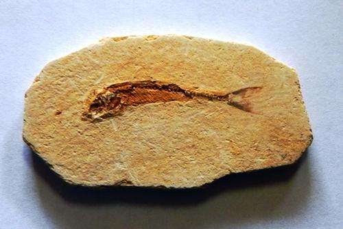 Fossil fish plate - FREE POSTAGE AND PACKAGING