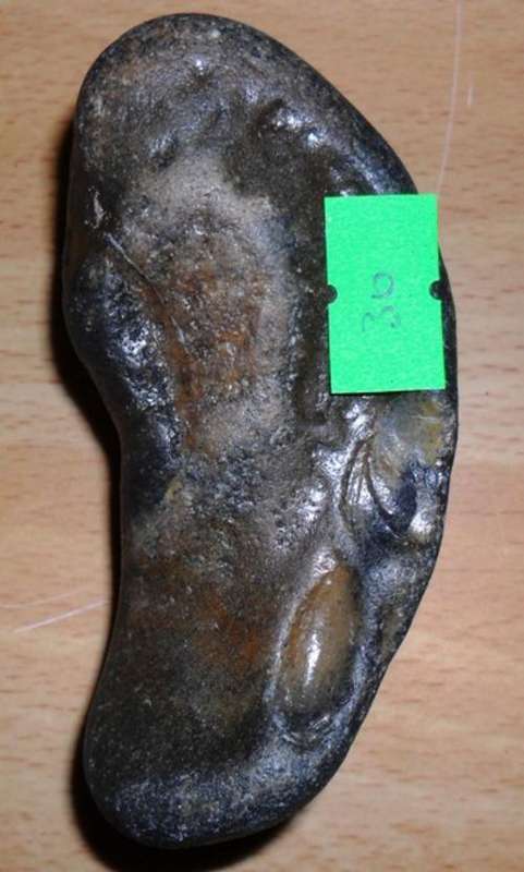 Scarce fossil whale eardrum - FREE POSTAGE IN S.A.