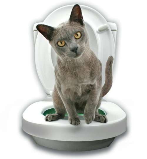 TOILET TRAIN YOUR CAT/EFFECTIVE IN 2-7 WEEKS