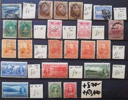 Newfoundland (Lot195)