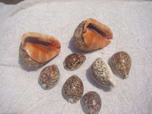 COLLECTION OF SEA SHELLS