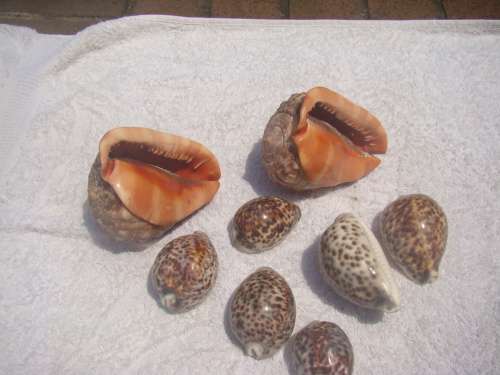 COLLECTION OF SEA SHELLS