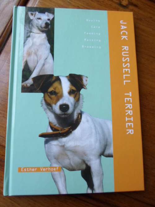JACK RUSSELL TERRIER