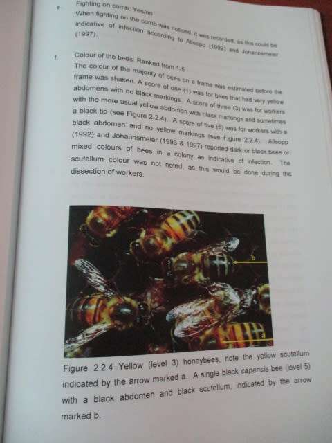 Apis mellifera capensis laying workers in Apis mellifera scutellata colonies