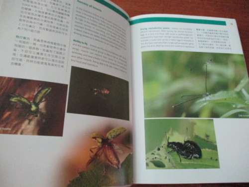 HONG KONG INSECTS