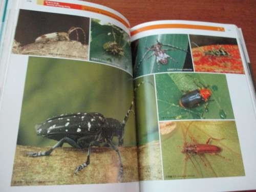 HONG KONG INSECTS