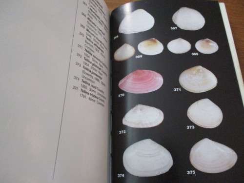 The Sea Shells of Jeffreys Bay