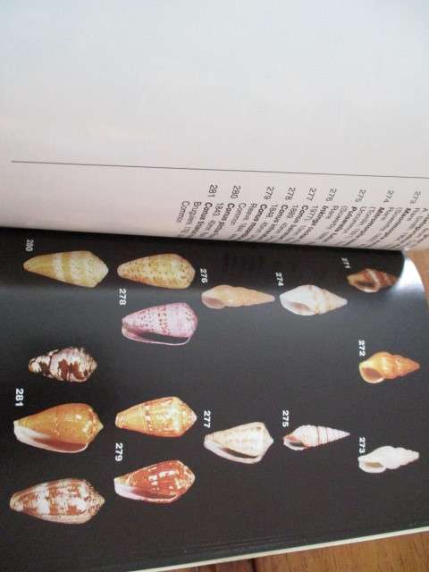 The Sea Shells of Jeffreys Bay