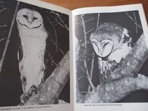 A Delight of Owls. By Peter Steyn