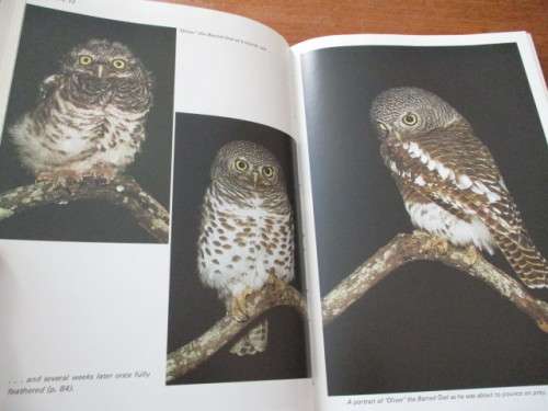 A Delight of Owls. By Peter Steyn