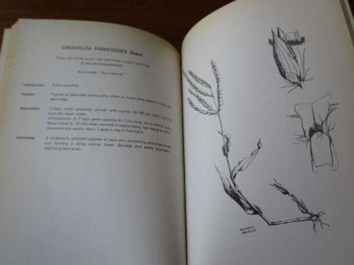 COMMON GRASSES OF THE ORANGE FREE STATE B.R. Roberts