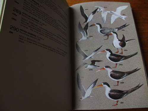 SEABIRDS an identification guide