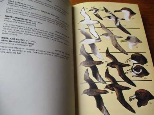 SEABIRDS an identification guide
