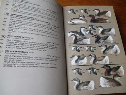 SEABIRDS an identification guide