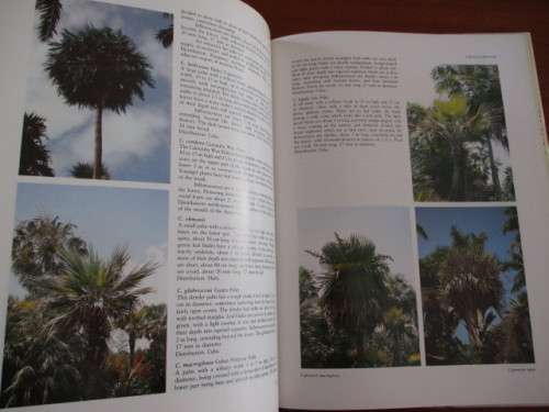 PALMS. Their cultivation, care and landscape use