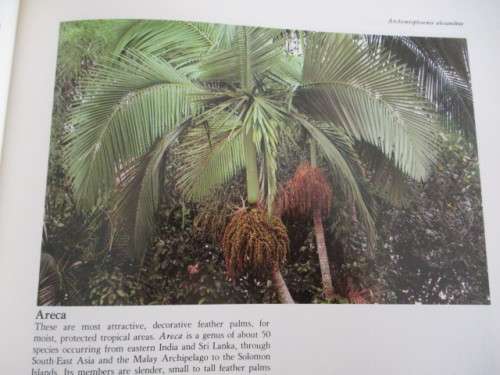 PALMS. Their cultivation, care and landscape use
