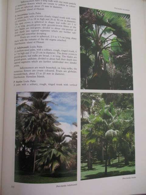 PALMS. Their cultivation, care and landscape use