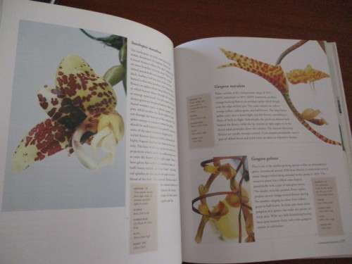 The Amazing World of ORCHIDS. A practical guide to selection and cultivation