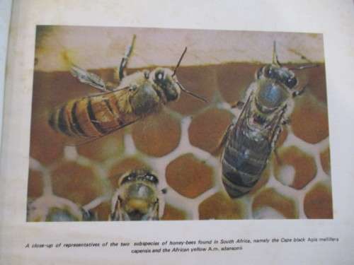 BEEKEEPING IN SOUTH AFRICA