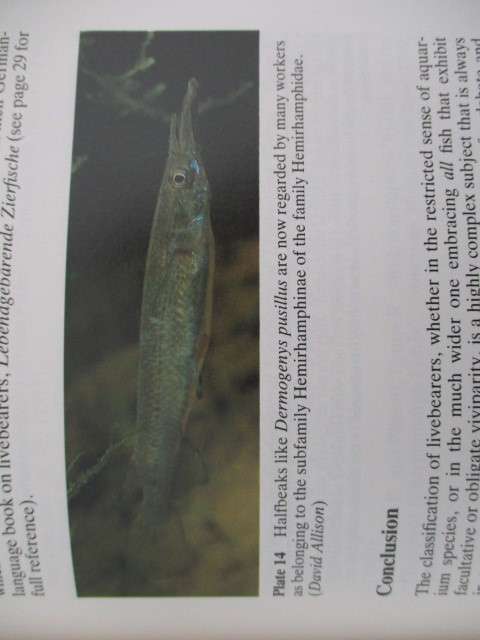 Livebearing Fishes