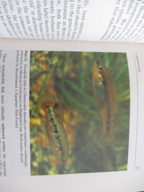 Livebearing Fishes