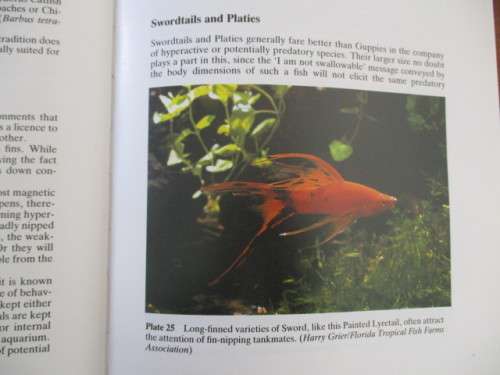 Livebearing Fishes