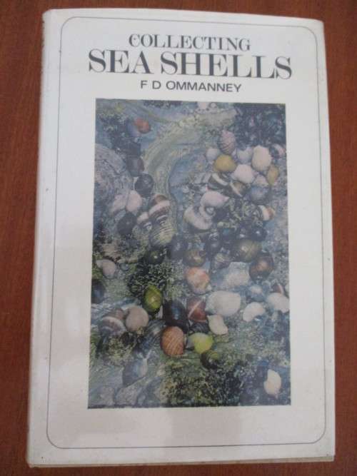 Collecting SEA SHELLS