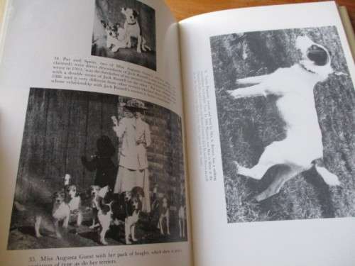 The Making of the Parson Jack Russel Terrier